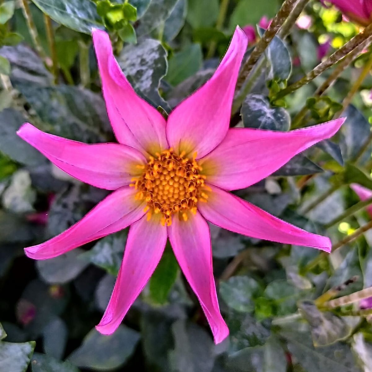 Dahlia- Pink Starburst (Tuber)